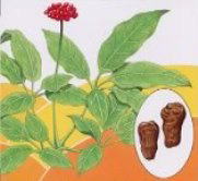 �����@�c���l�Q