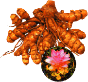 �����@�t�E�R��