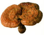 �����@���